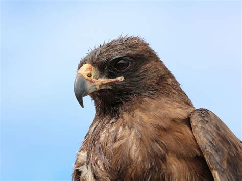 are galapagos hawks dangerous